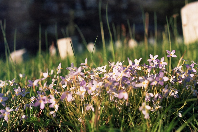 Day_2_0_06 Flowers in Graveyard.jpg